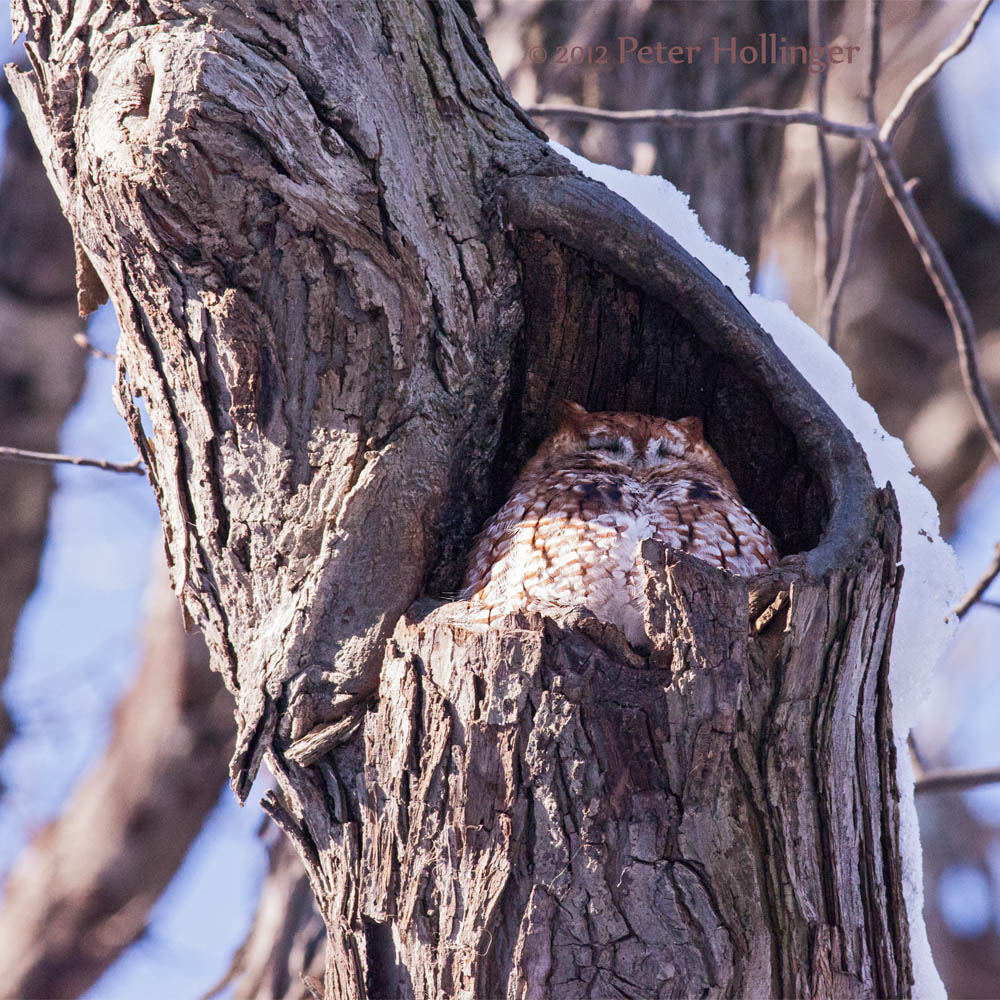 Screech Owl at Fresh Pond