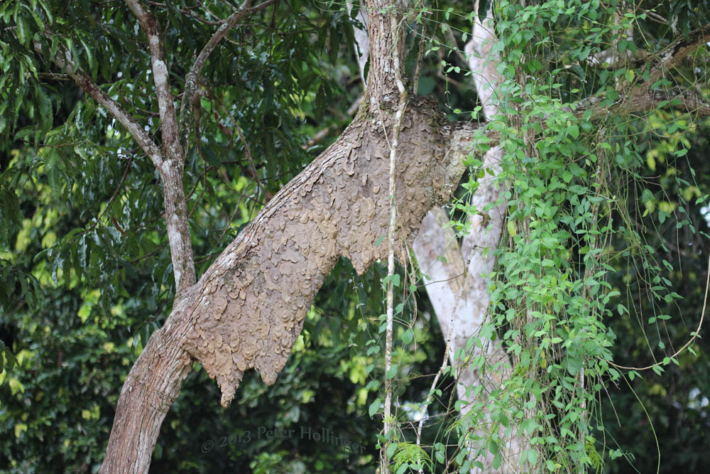 Ant nest