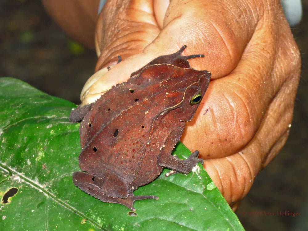 Crested Forest Toad aka Leaf-Mimic Toad