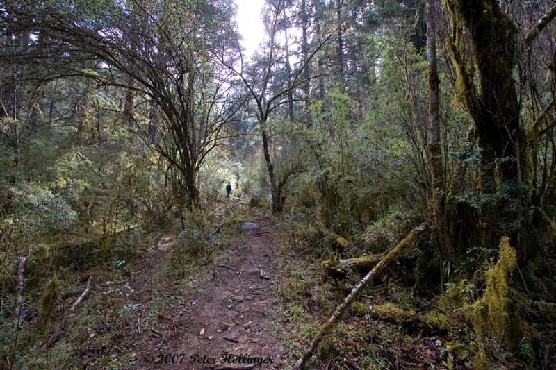 Path in the Woods