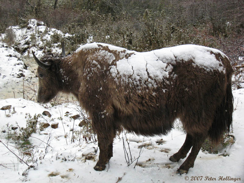 Snowy Yak