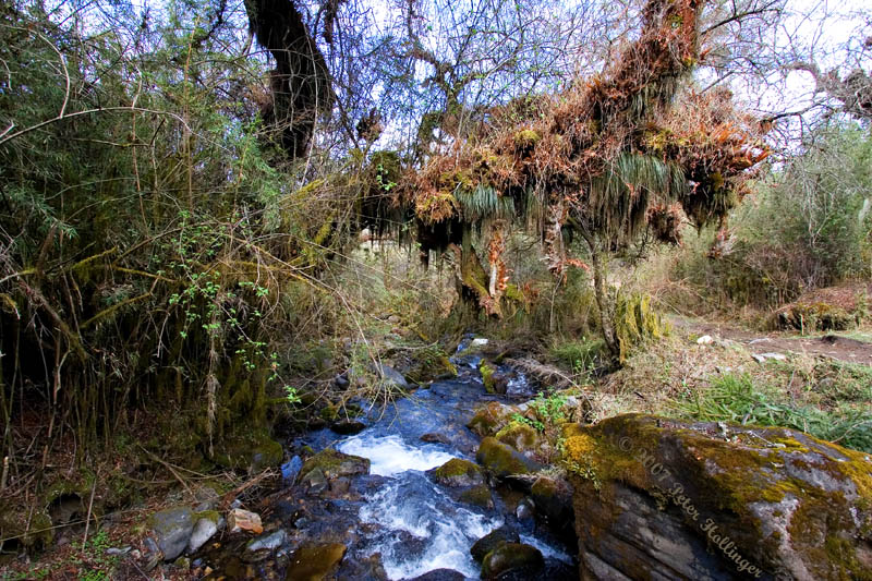 Stream with Epiphytes