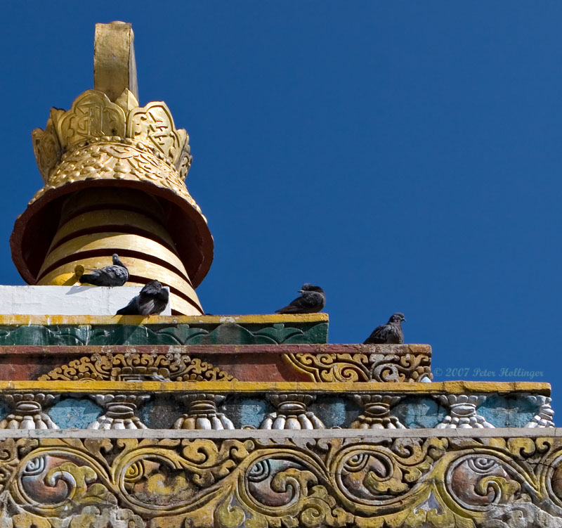 Chorten Pigeons