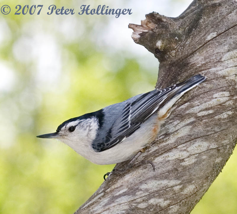 Nuthatch