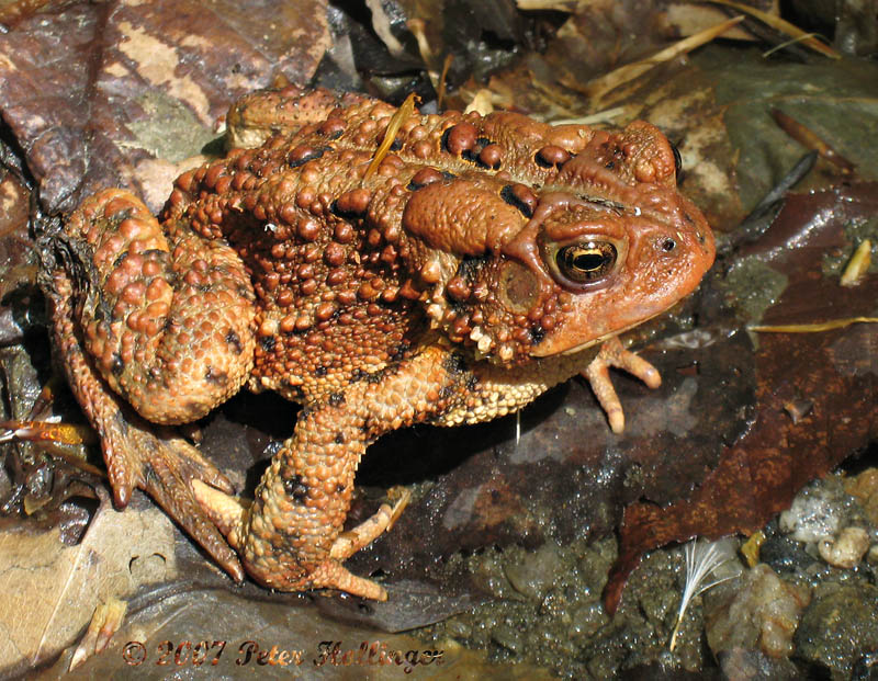 Orange Toad