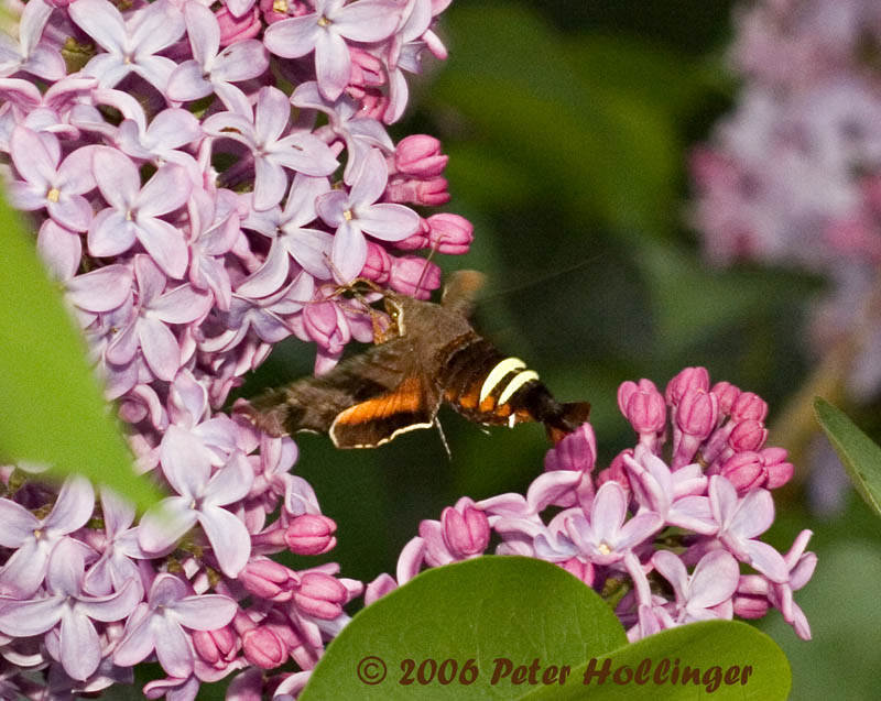 Hummingbird Moth in Lilac
