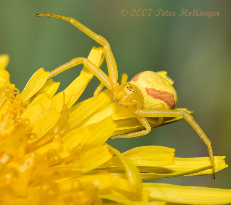 Crab Spider on Dandelion