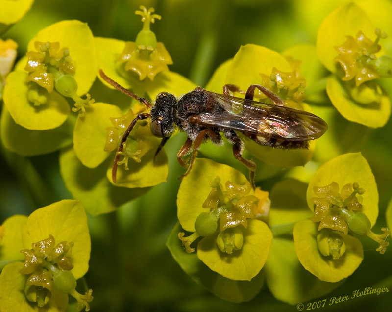 Nomada Bee on Spurge