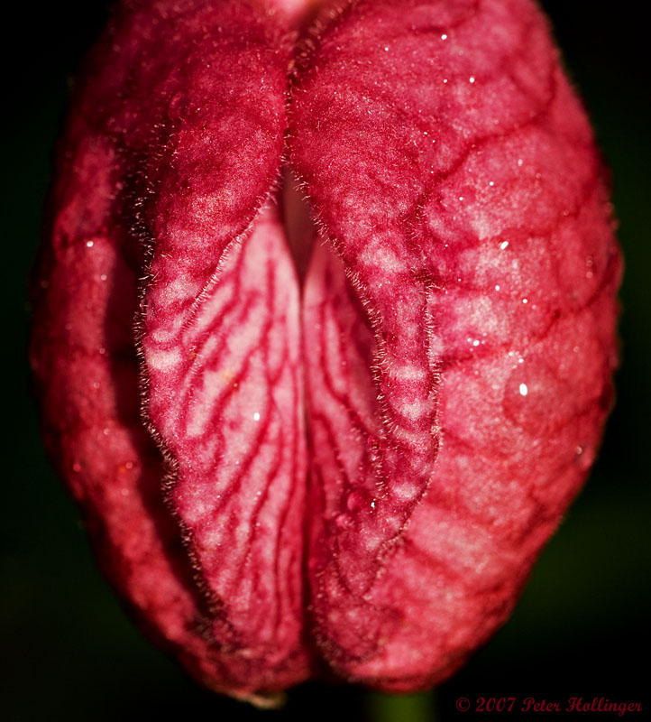 Orchid Vulva