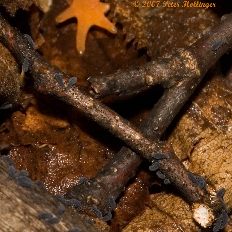 Springtails with Red Eft Foot