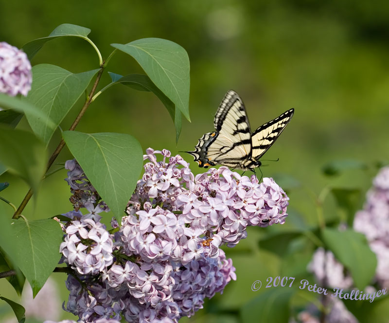 Swallowtail on Lilac
