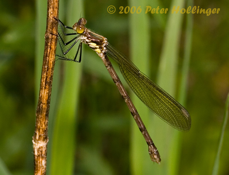 Damselfly