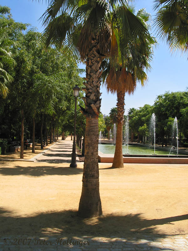 Palm and Pond