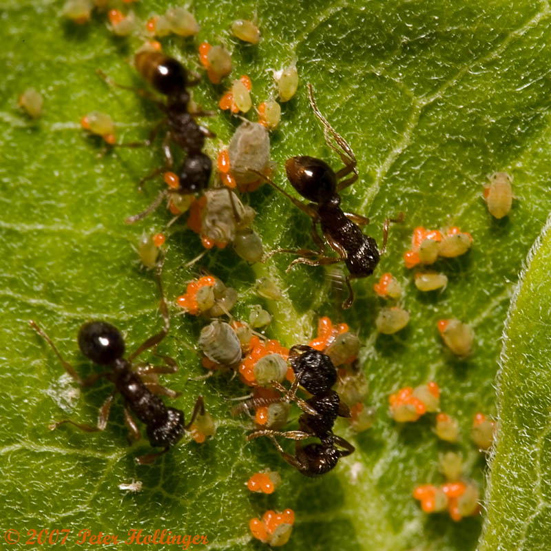 Ants Aphids Mites