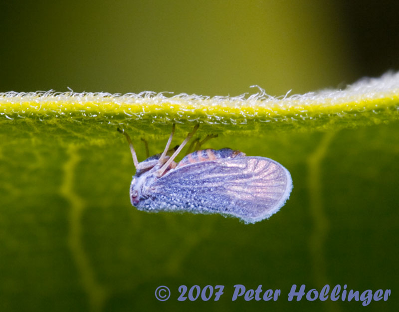 Little Blue Bug