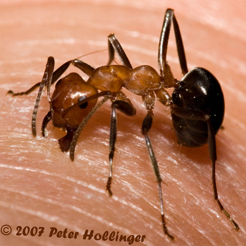 Biting Ant - Formica