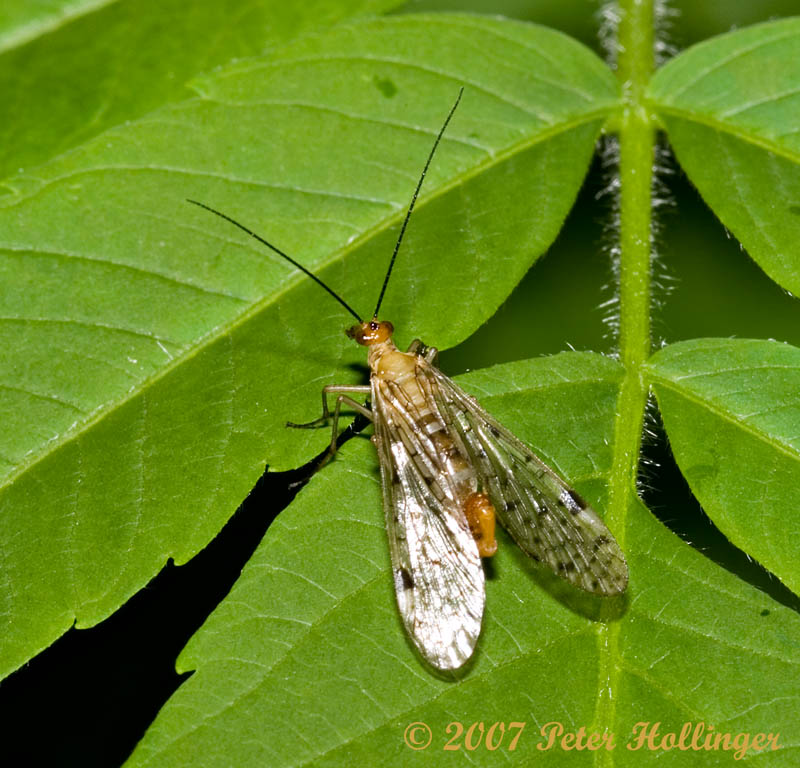 Scorpionfly