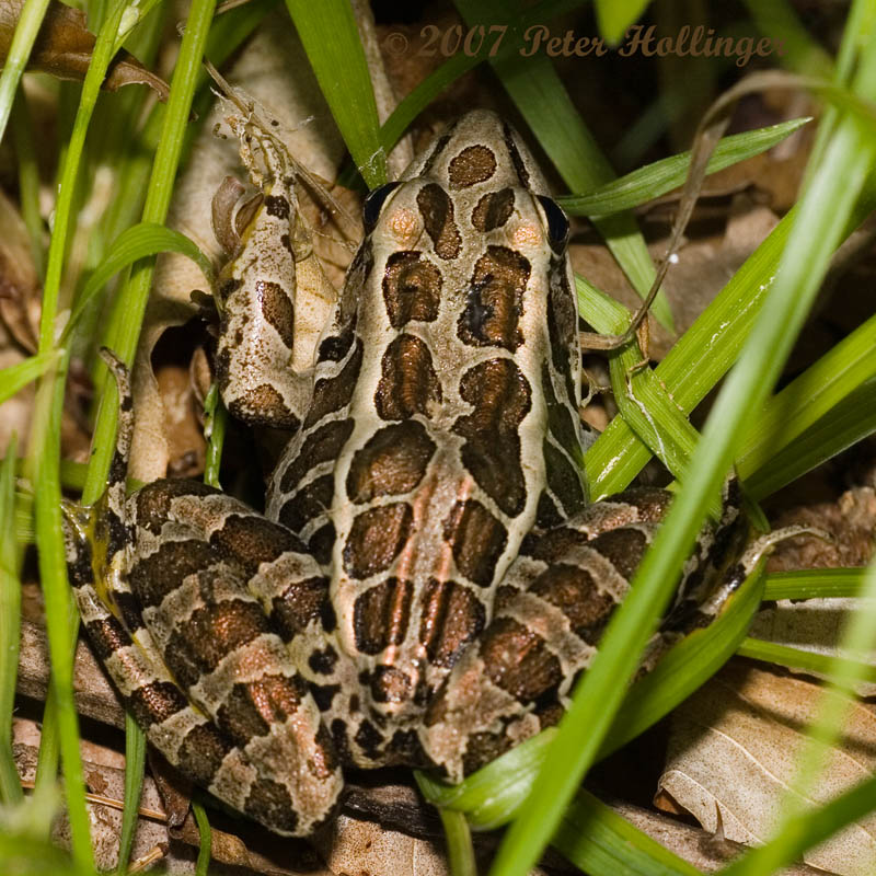 Pickerel Frog - Lithobates palustris