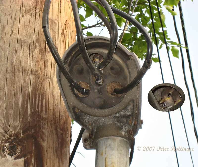 Chicks in Weather Conduit