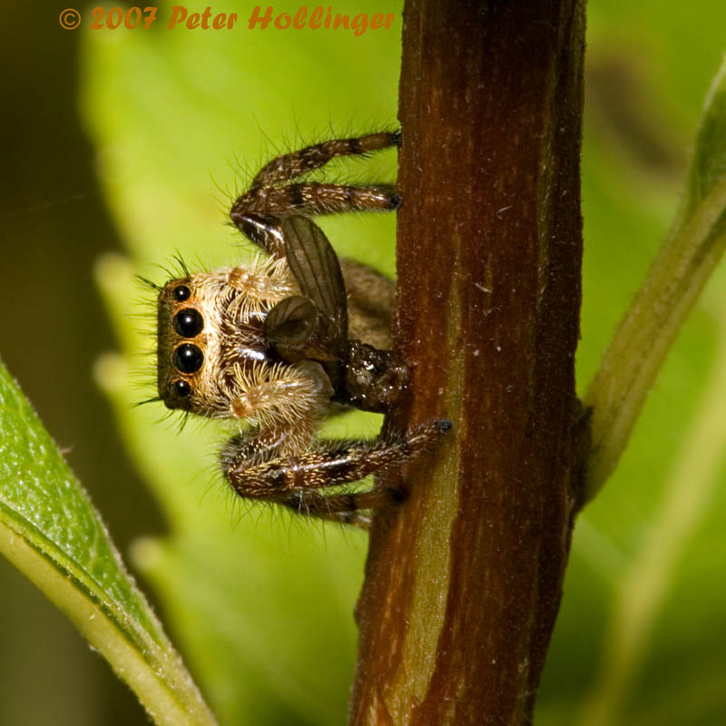 Jumping Spider Eating a Fly