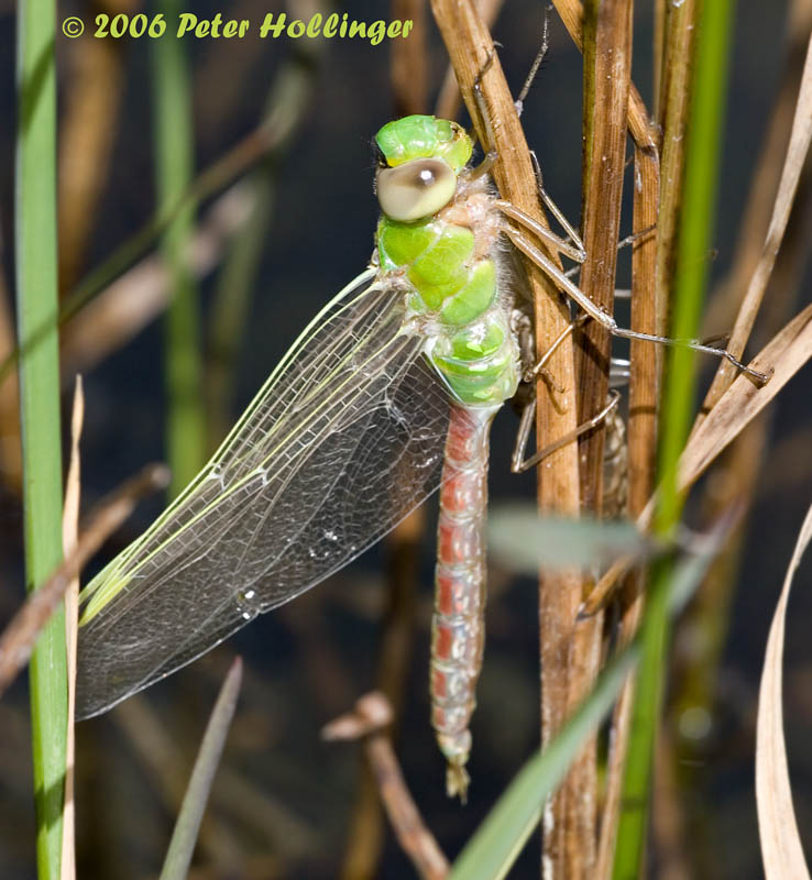 Dragonfly Teneral