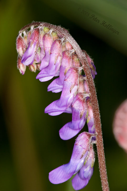 Vetch Inflorescense