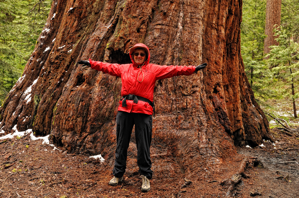 Margaret Ann measuring a Sequoia tree
