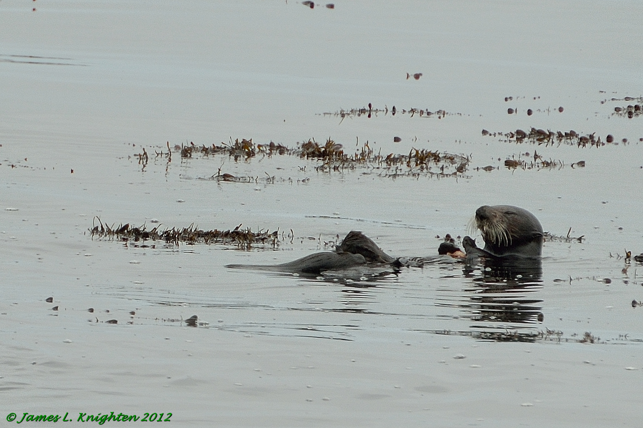 California Sea Otter feasting on a crab