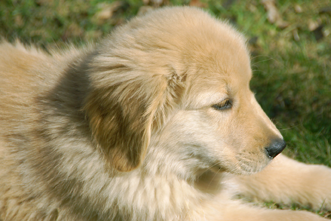 Teddy in profile<br />March 27