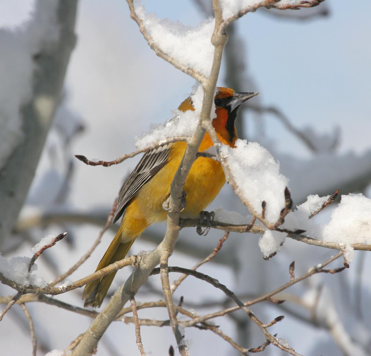 Streak-backed Oriole