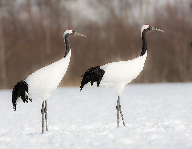 Japanese Red-crowned Crane