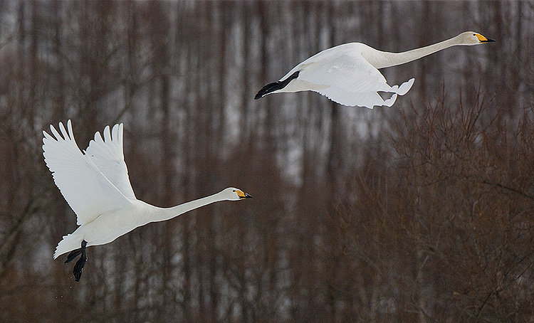 Whooper Swans in flight