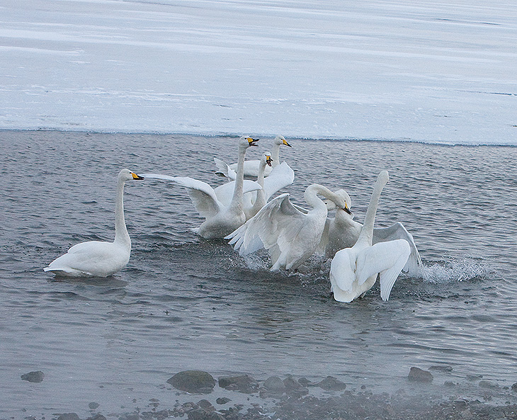 6.Swan fight between 2 groups