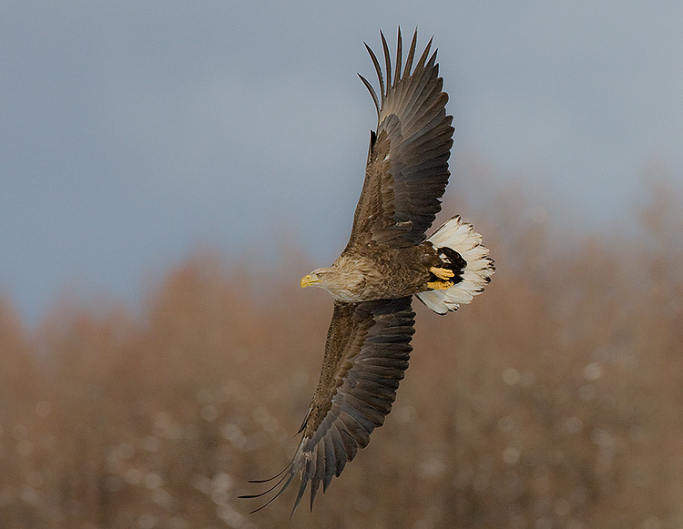 White-Tailed Sea Eagle