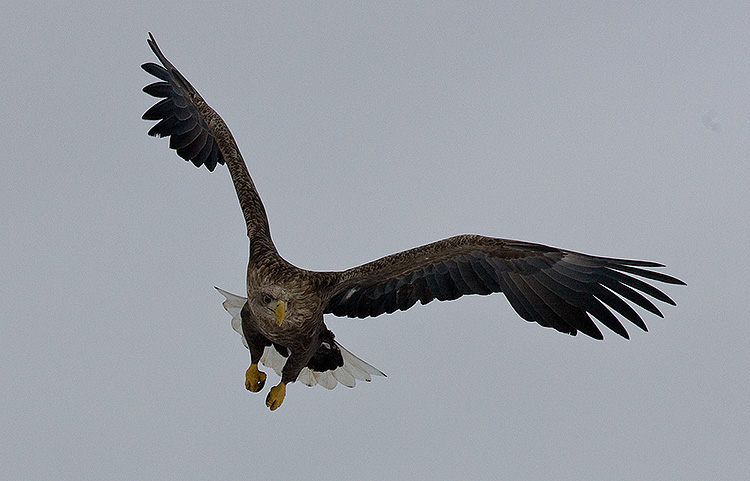 White-Tailed Sea Eagle