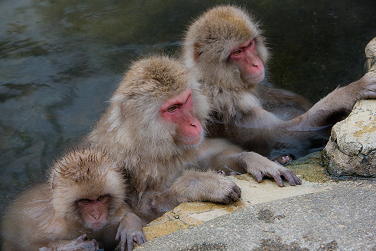 Snow Monkeys