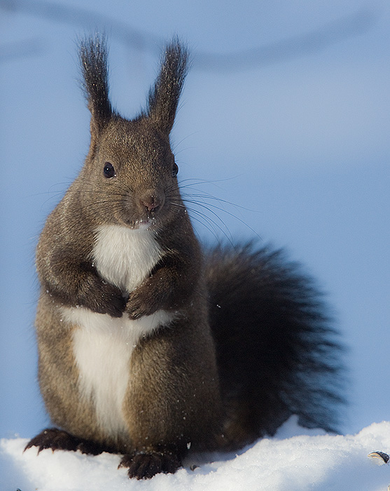 Japanese Red Squirrel