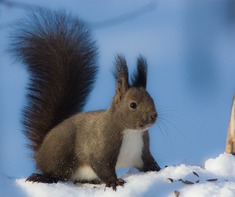 Japanese Red Squirrel