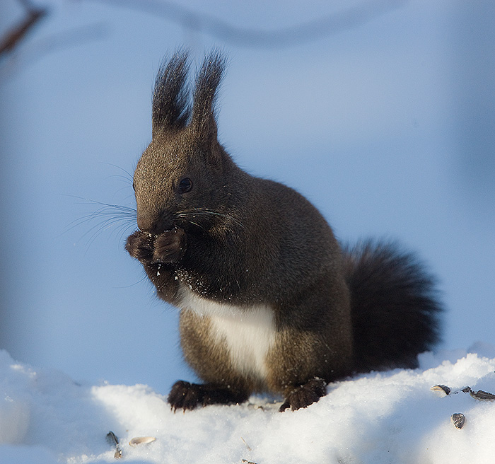 Japanese Red Squirrel