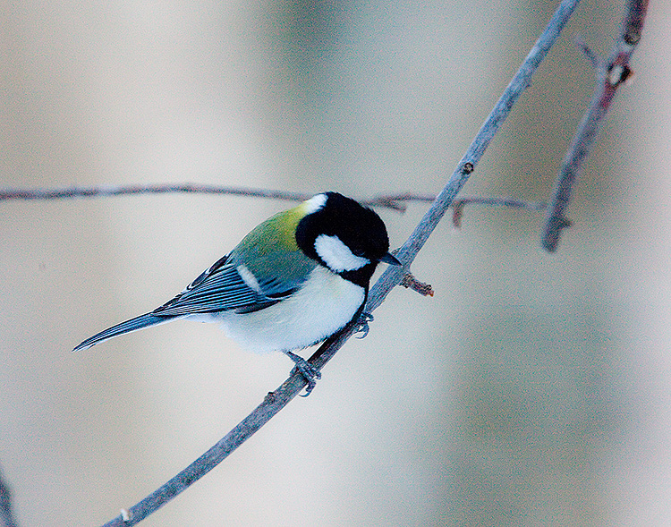 Great Tit