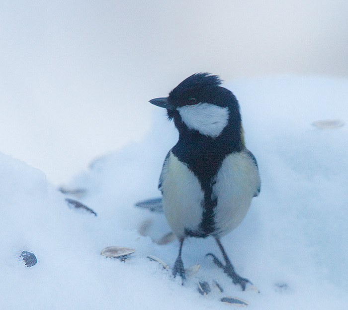 Great Tit