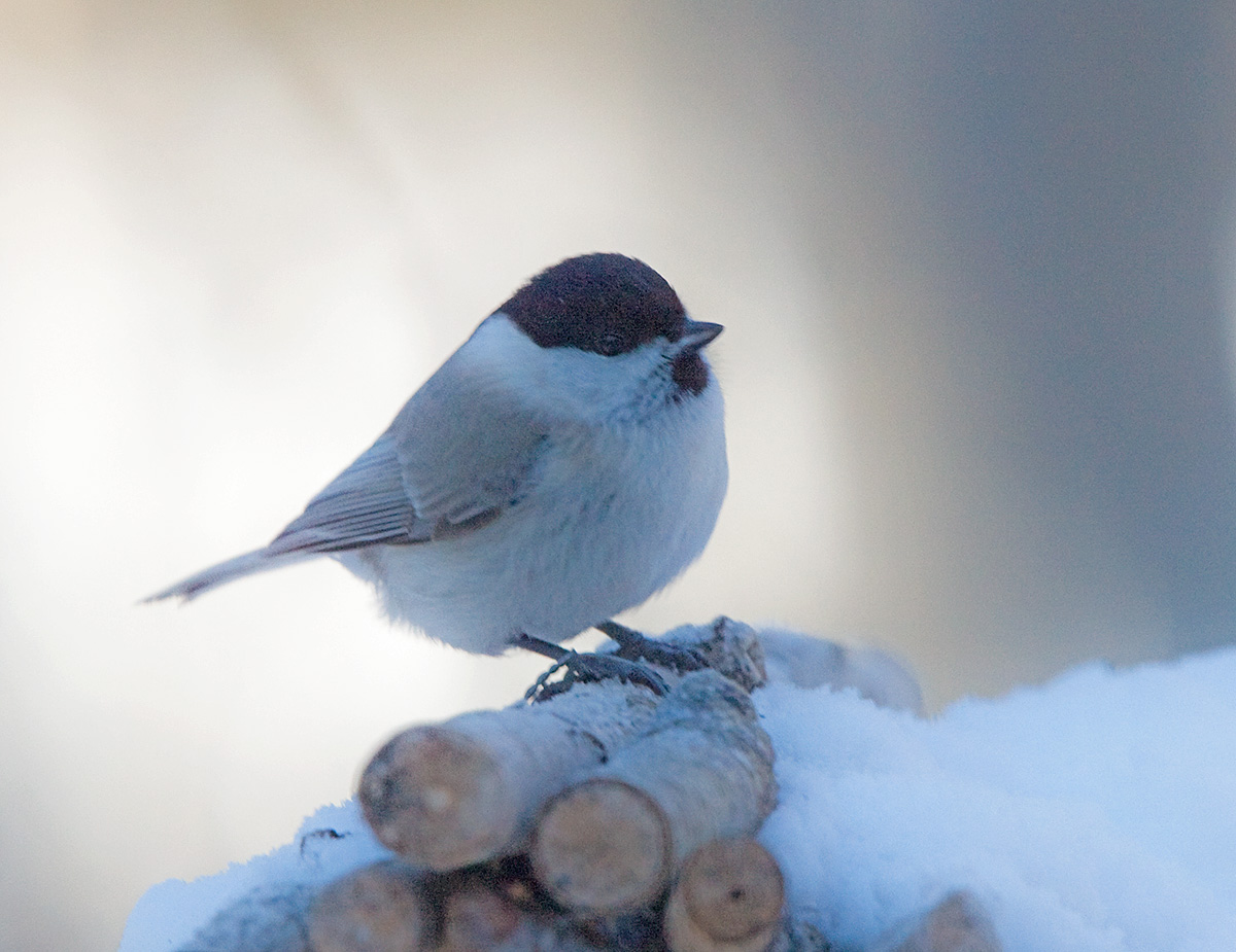 Willow Tit