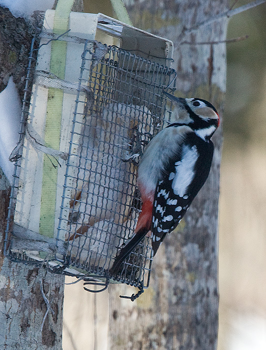 Great Spotted Woodpecker