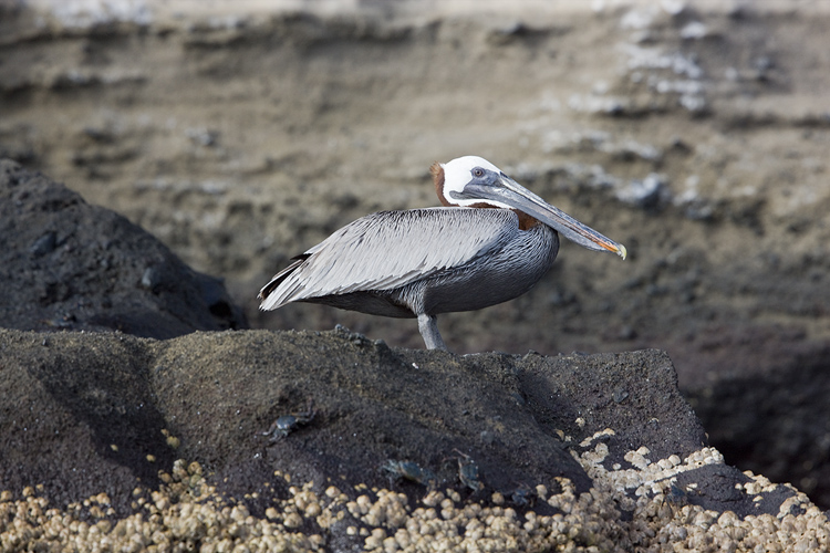 Brown Pelican