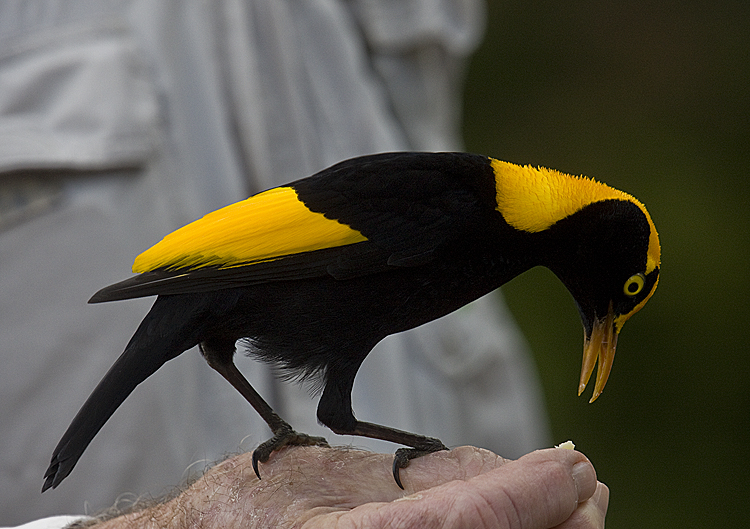 Regent Bowerbird