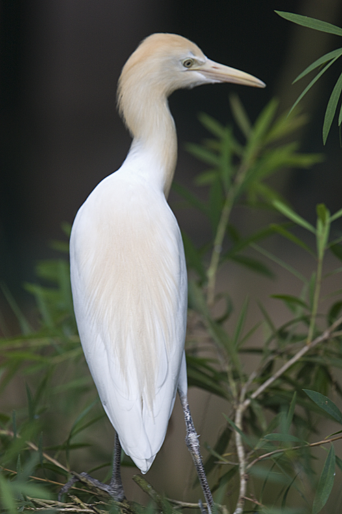 Cattle Egret in full breeding plumage