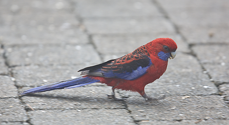 Crimson Rosella