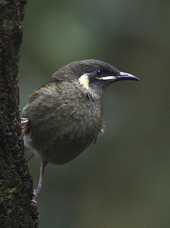 Lewins Honeyeater