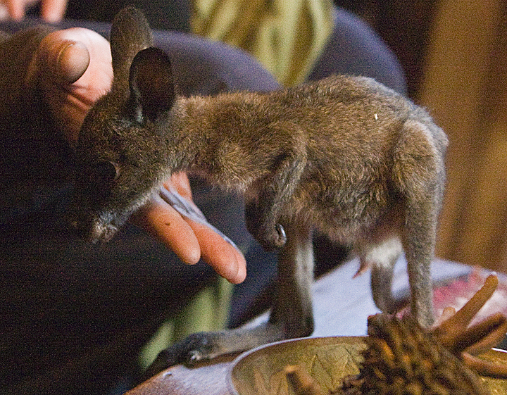 Kangaroo baby