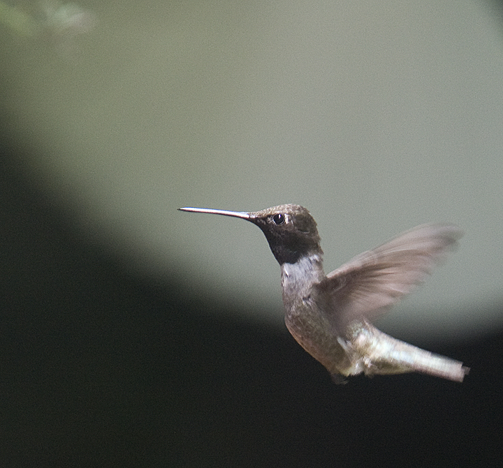 Black-chinned Hummingbird,male in flight